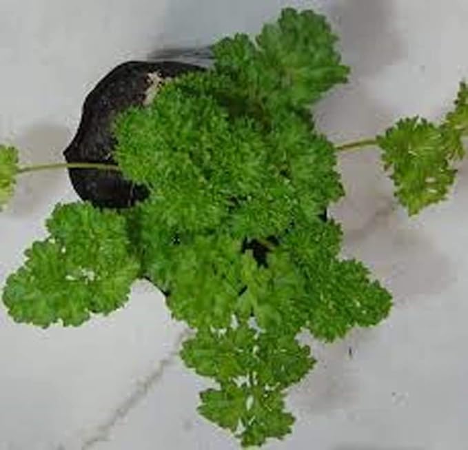 Parsley, Triple Curled Parsley Seeds, Heirloom Non GMO, 500 Seeds,Parsley Seeds, Heirloom, Non GMO,Parsley Seeds