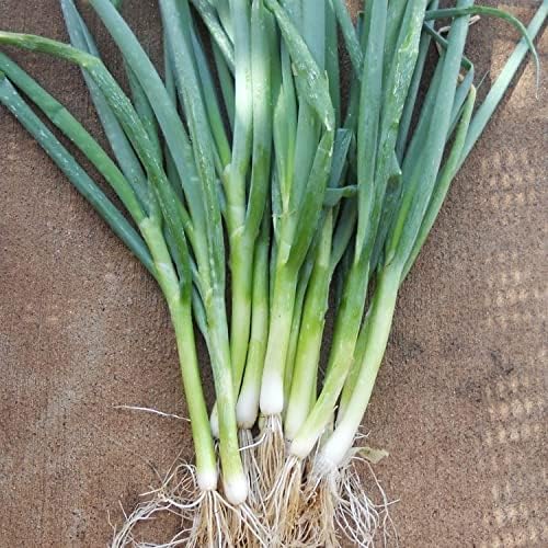 SeedsUP - 400+ Seeds Welsh Bunching Onion - Vegetable Green