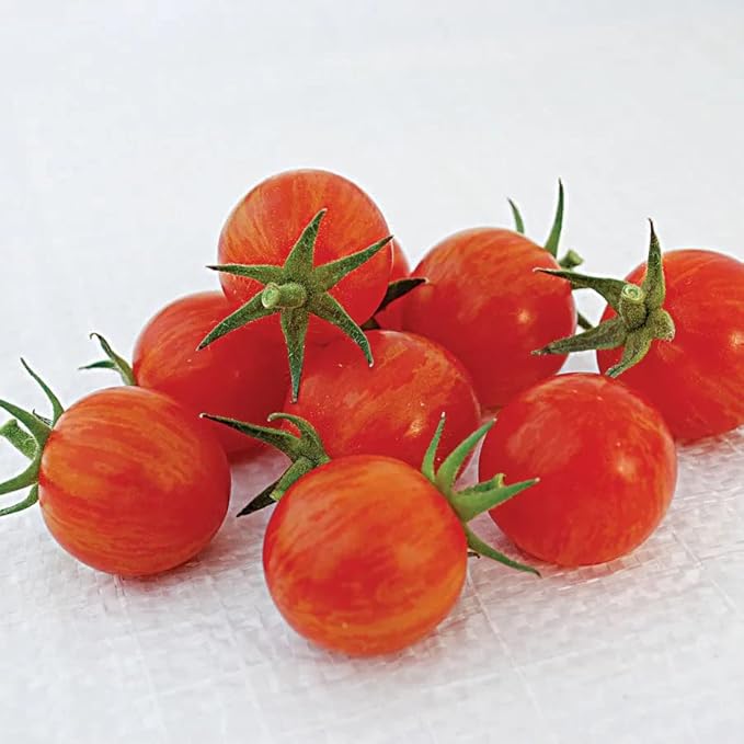 Park Seed Cherry Tomato Seeds, Planting Vegetables, Easy to Grow, Non-GMO, Variety of Colors and Sizes, Spring Garden, Sparky XSL, Pack of 10