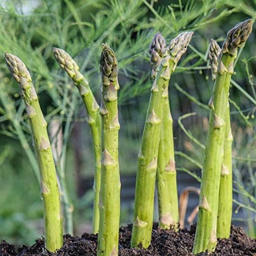 CEMEHA SEEDS - Seeds Green Asparagus Sparrow Grass Non GMO Vegetable for Planting