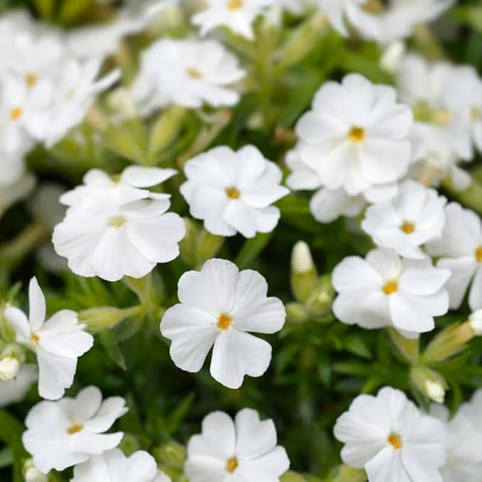100+ White Phlox Seeds Flowers Bloom Garden Planting