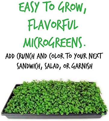 Red Russian Kale Garden Seeds - 2 Gram Packet - Non-GMO, Heirloom Vegetable Gardening & Microgreens Seed
