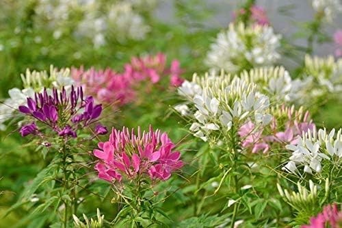 Seeds Spider Flower Cleome Mix Annual Beautiful Outdoor Garden Cut for Planting Non GMO