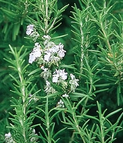 Rosemary Great Garden Herb by Seed Kingdom 50 Seeds