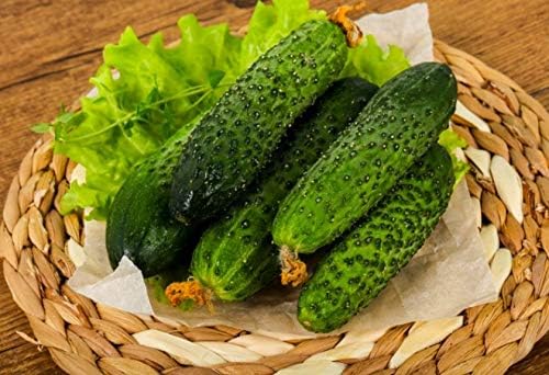 SeedsUP - 40+ Seeds Cucumber Parisian Gherkin - Vegetable Open-Pollinated
