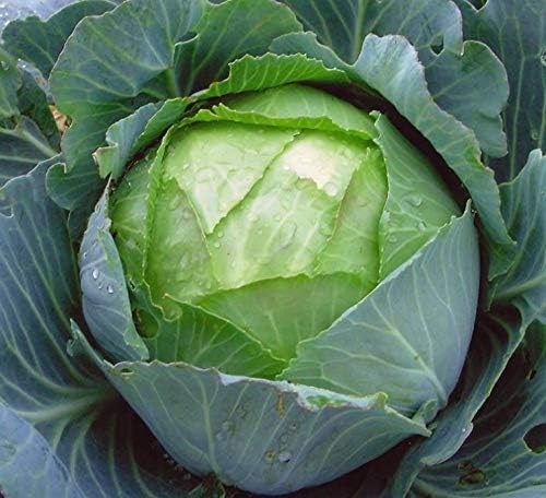 Seeds Vegetable Cabbage Green Late - 100 Seeds