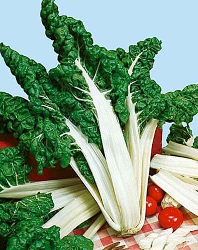 Swiss Chard FordHook Giant Garden Heirloom Vegetable by Seeds Kingdom Bulk 1 Lb Seeds
