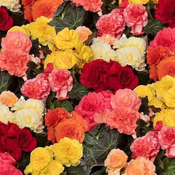 Outsidepride Mix Limitless Begonia Seeds for Planting - 25 Pcs Perennial Flower Seeds with Large Blooms, Arching & Pendulous Growth Habit, for Containers, Hanging Baskets, or Landscape Plantings