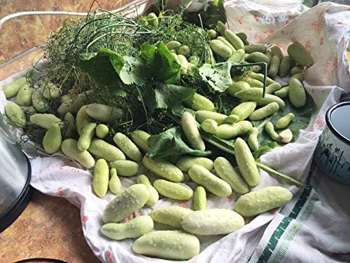 CEMEHA SEEDS - Seeds White Angel Cucumber Open-Pollinated Pickling Non GMO Vegetable for Planting