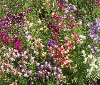 Fairy Bouquet Snapdragon Flower Seeds – 2000+ Non-GMO & Heirloom Seeds by Isla’s Garden Seeds, Spurred Variety with Whimsical Blooms, Ideal for Borders, Pollinator Gardens & Bouquets, Gardening Gift