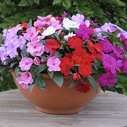 KIRA SEEDS - Seeds Busy Lizzie Mix Balsam - Impatiens walleriana - Perennial Flowers for Planting - GMO Free