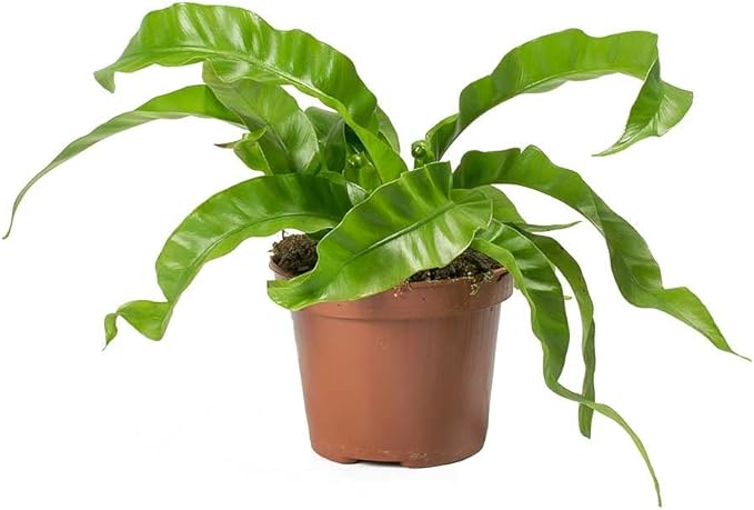 GARDENERA Premium Hurricane Plant Potting Mix - Crafted for Optimal Nutrient Absorption and Growth - 1 Quart