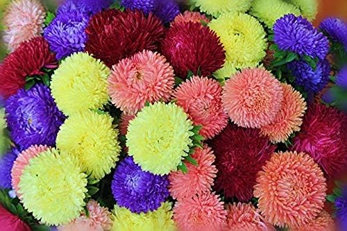 NIKA SEEDS - Seeds Flowers Aster Princess Mix Annual - 100 Seeds