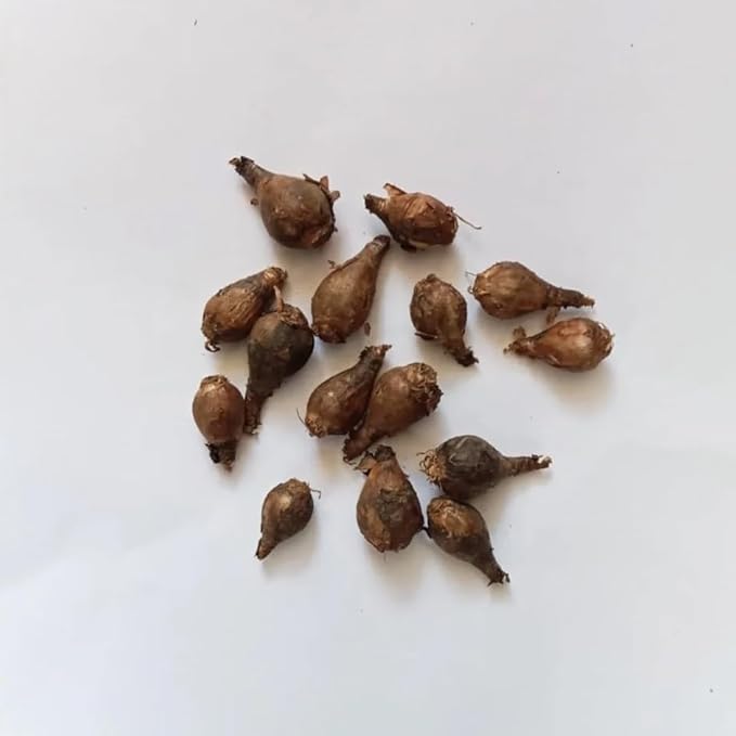 Votaniki Zephyranthes Robustus Bulbs - Long Lasting Blooms, Perennial Rain Lily Bulk & Wholesale Bulbs for Planting | Easy to Grow and Low Maintenance (100 Pack)