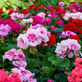 20+ Mixed Color Geranium Seeds for Planting - Rare Perennial Non-GMO Flower Seeds, Indoor/Outdoor Potted Garden Plants, Attract Pollinators, Easy to Grow & Fast Germinating