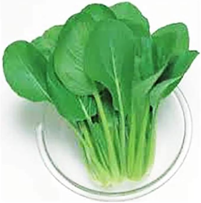 Asian Mustard Spinach Seeds - 300 Seeds