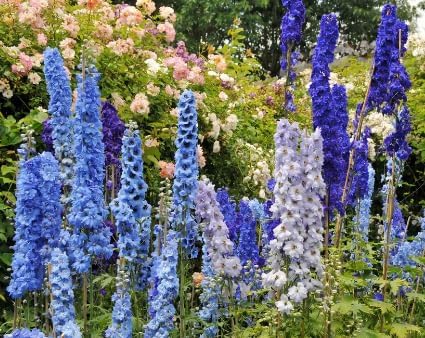 Blue Bell Delphinium Seeds - 250 Seeds
