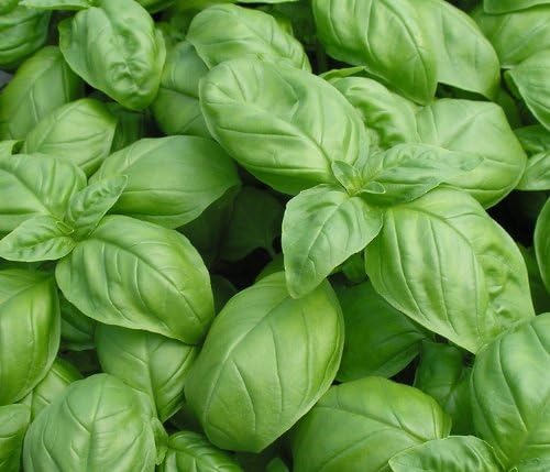 Dirt Goddess Super Seeds ~ Genovese Basil Seeds (1/4 lb) Bulk Non GMO