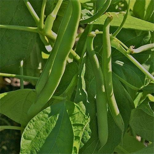 Tendergreen Bush Bean Seeds - 100 Count Seed Pack - Recommended for Eating Fresh, Canning, and Especially Freezing- Country Creek LLC
