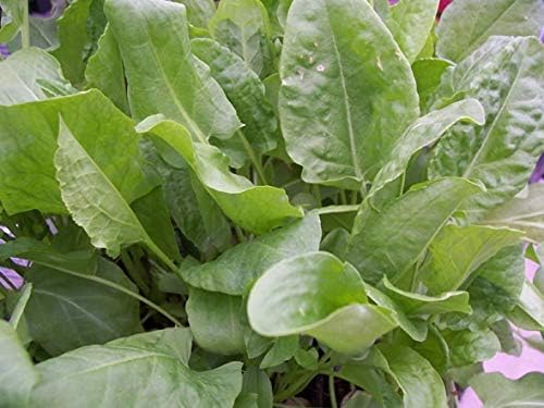 Broadleaf Sorrel Odessa Seeds (Rumex acetosa) Giant Herbs for Planting Non GMO 2000 Seeds