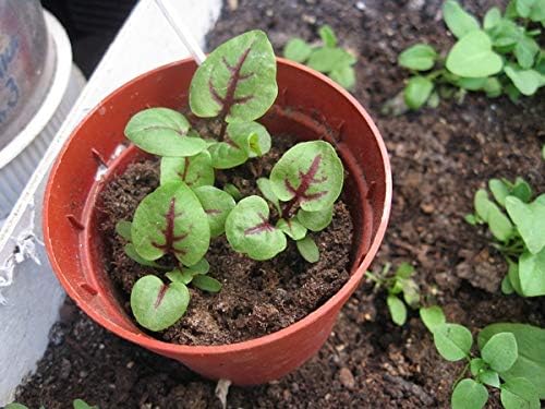 NIKA SEEDS - Seeds Herb Sorrel Bloody Dock Red Veined - 100 Seeds