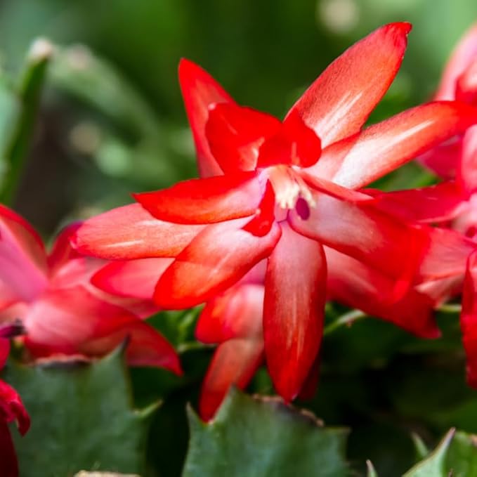 Red Christmas Cactus Plants Live in 2 Inch Pot, Vibrant Christmas Cactus Blooms, Perennial Holiday Cactus Plant Flower Succulent Houseplant