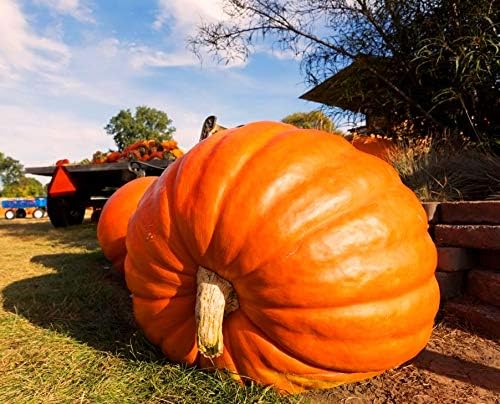 Seeds Pumpkin Big Max 10 Seeds Massive Pumpkin Giant Gourd