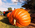 Giant Pumpkin Titan Seeds 10 Seeds for Planting Vegetable Garden Squash Gourd Seeds
