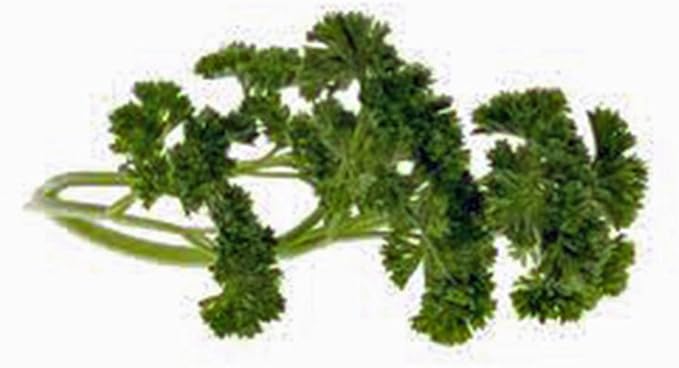 Parsley Seed, Moss Curled, Heirloom, Non GMO, 25+ Seeds, Parsley Seeds