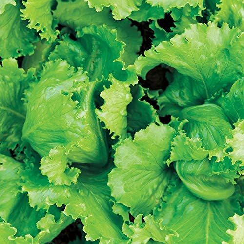 Park Seed Organic Lettuce Black Seeded Simpson, Delicious Crumpled Seeds, Pack of 1000