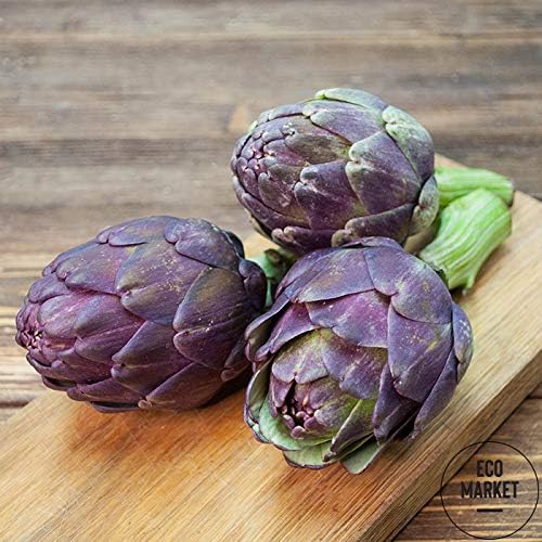 Purple Artichoke Seeds – Heirloom Globe Artichoke (Cynara Scolymus) | Nutritious & Flavorful | Perennial Vegetable