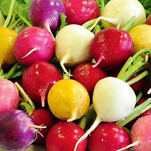CEMEHA SEEDS - Seeds Radish Rainbow Mix 25 Days Non GMO Vegetable for Planting