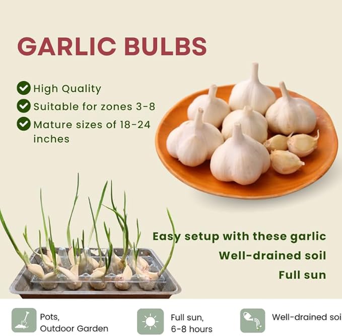 1 Pound Music Hardneck Garlic Bulbs for Planting, Fresh High-Yield Hardy Garlic for Garden or Container Growing