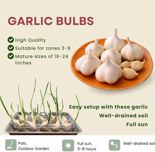 1 Pound Music Hardneck Garlic Bulbs for Planting, Fresh High-Yield Hardy Garlic for Garden or Container Growing