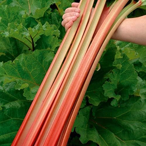 NIKA SEEDS - Seeds Vegetable Rhubarb - 25 Seeds