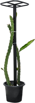 Dragon Fruit Trellis for Climbing Plants 50 * 12inches – Durable Metal Vertical Support Frame for Outdoor Gardens, Easy to Assemble, Stylish Design – Ideal Gift for Plant Enthusiasts