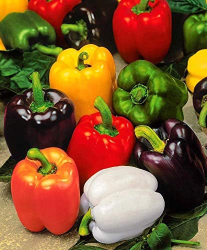 CEMEHA SEEDS - Seeds Sweet Bell Pepper Rainbow Mix Non GMO Vegetable for Planting