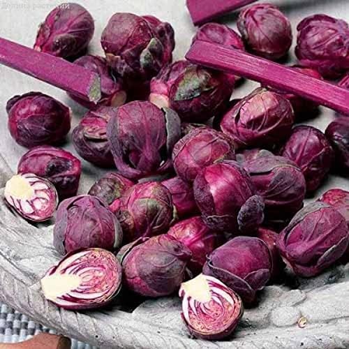 CEMEHA SEEDS - Seeds Purple Brussels Sprouts Long Island Cabbage Non GMO Vegetable for Planting
