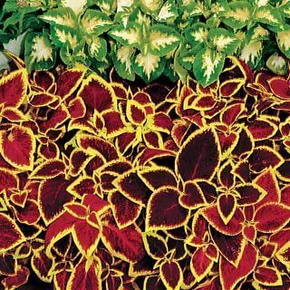 Park Seed Wizard Scarlet Coleus Seeds – Grow Your Own Vibrant Indoor or Outdoor Plants, Shade-Loving Annual, Easy to Start Indoors, Colorful Foliage for Gardens and Pots, Pack of 500