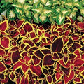 Park Seed Wizard Scarlet Coleus Seeds – Grow Your Own Vibrant Indoor or Outdoor Plants, Shade-Loving Annual, Easy to Start Indoors, Colorful Foliage for Gardens and Pots, Pack of 500