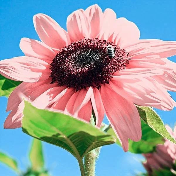 50pcs Non-GMO Pink Sunflower Seeds for Planting - High Germination Rate - Heirloom Flower Variety for Your Beautiful Garden Planting Instructions for Easy Grow - Great Gardening Gifts
