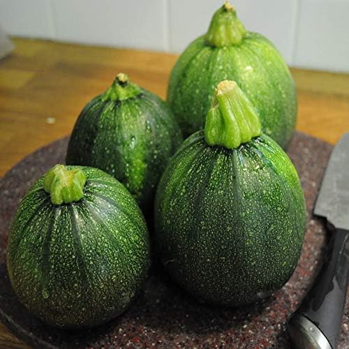 Seeds Zucchini Dark Black Squash Boatswain Heirloom Vegetable for Planting Non GMO