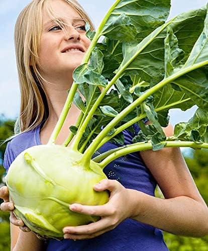 100+ Seeds Giant Kohlrabi Cabbage Biennial - Vegetable Green