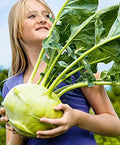 100+ Seeds Giant Kohlrabi Cabbage Biennial - Vegetable Green
