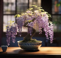 Pink Weeping Wisteria - 5 Seeds