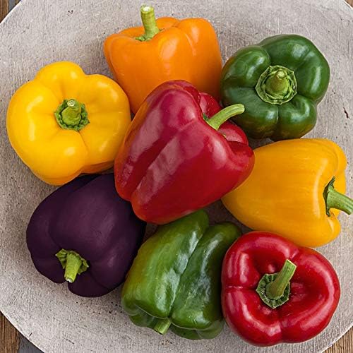 CEMEHA SEEDS - Seeds Sweet Bell Pepper Rainbow Mix Non GMO Vegetable for Planting