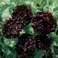 Park Seed Poppy Flower Plant Seeds, Easy to Grow, Perfect for Spring Garden, Park's Black Peony, Pack of 100