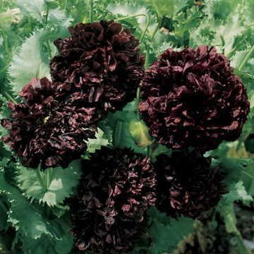 Park Seed Poppy Flower Plant Seeds, Easy to Grow, Perfect for Spring Garden, Park's Black Peony, Pack of 100