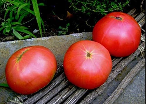 Seeds Vegetable Red Mikado Tomato - 50 Seeds