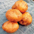 Simply Seed - Irish Cobbler Potato Seed - 5Lb Farm Fresh - AAA Grade - American Grown Real Potatoes - NON GMO